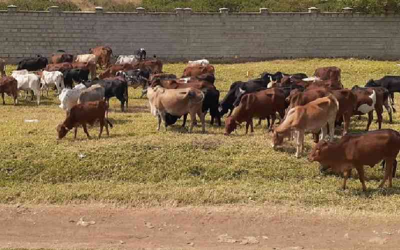 Grass crisis: The silent driver of livestock losses in Asal counties