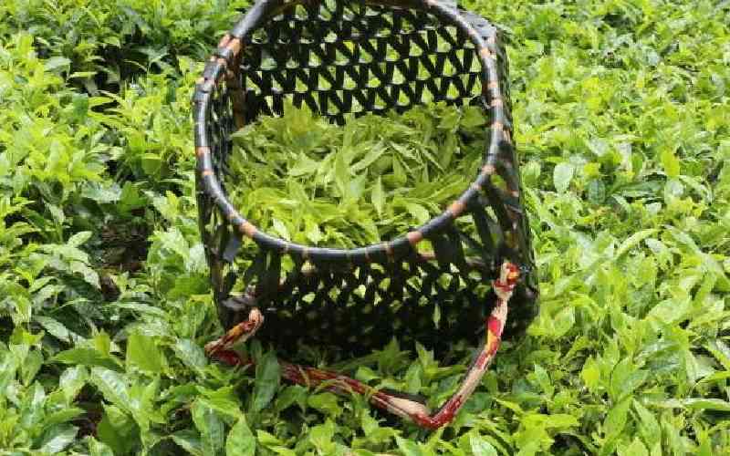 Low tea bonuses spell doom to South Rift residents