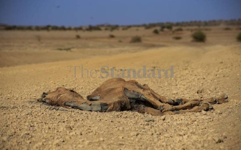 Three million livestock 'died during drought'