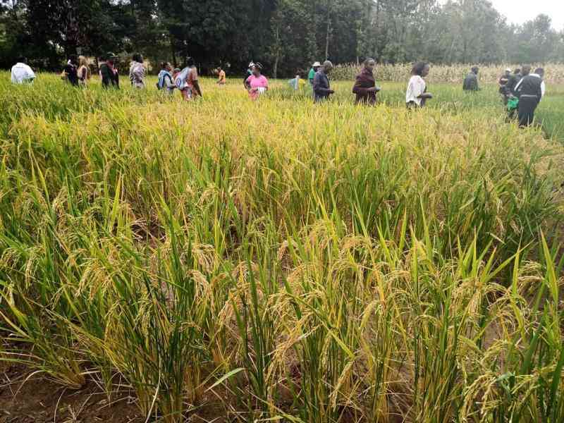 Meru farmers embrace rice production business
