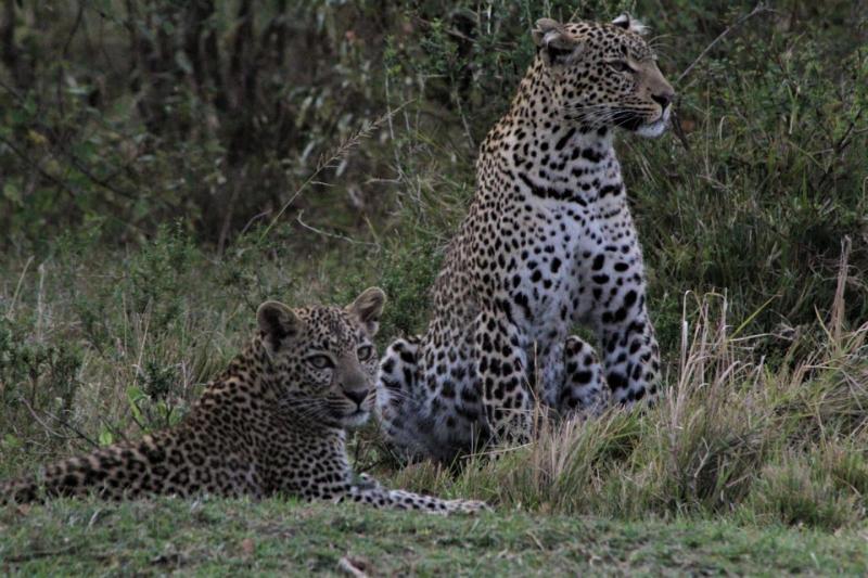 One killed, five injured by leopards