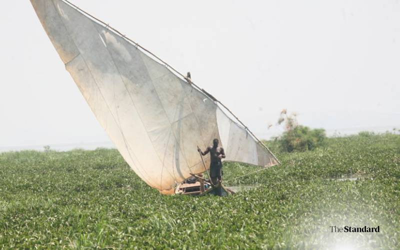 Nuisance or resource? Water hyacinth clogs Africa's power