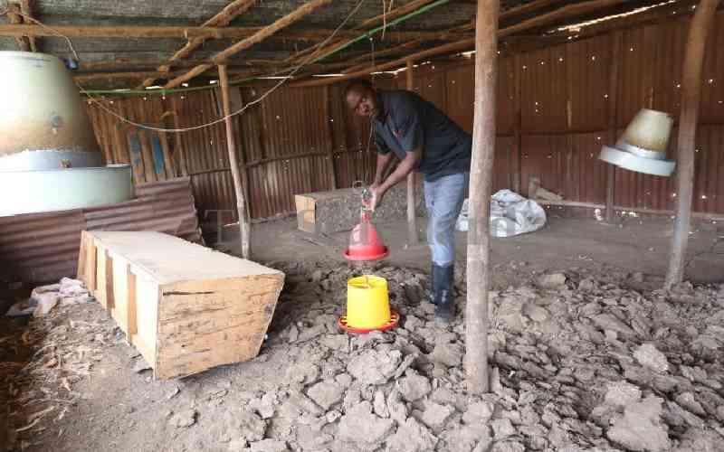 Kiambu poultry farmers ditch venture due to expensive feeds