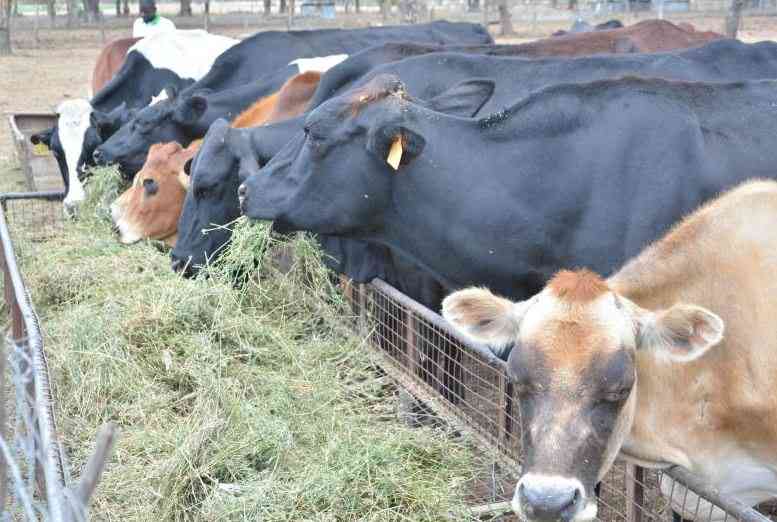 State targets 40 million acres for fodder production to curb feed shortage