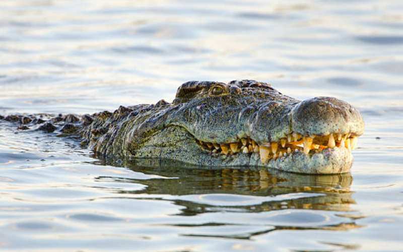 DC escapes death from wounded crocodile at L Turkana