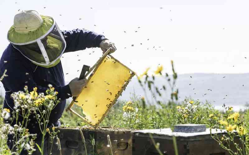 Government seeks to streamline beekeeping