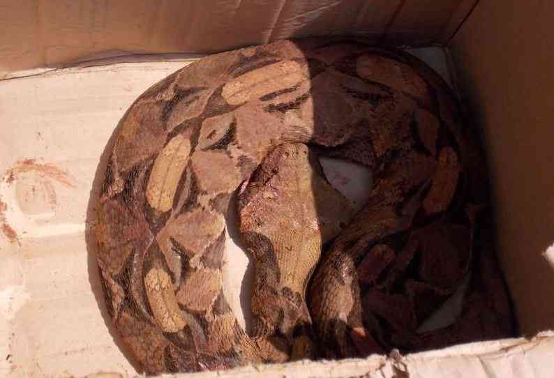 >Painful injustice as snakebite victims left behind