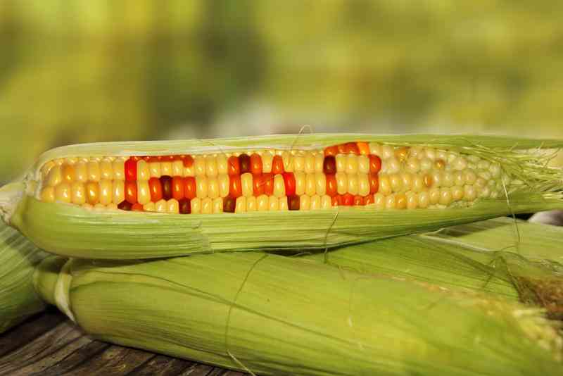 GMO maize new lifeline for ASAL producers