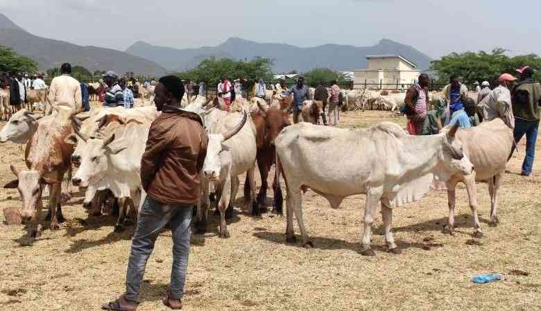 Rustlers' raid in Isiolo ahead of market day turns deadly