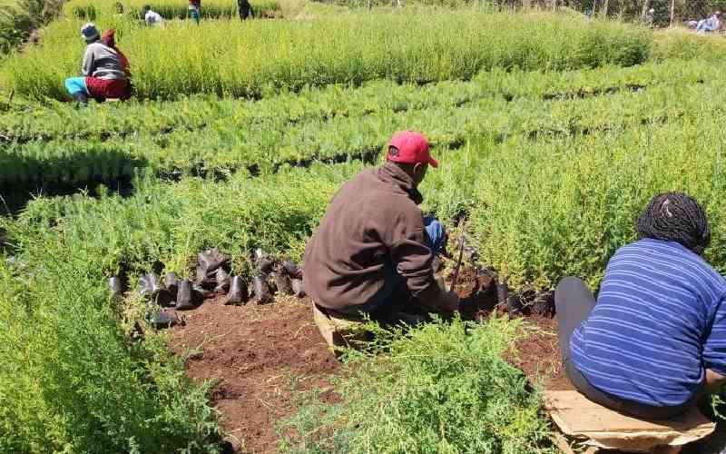 Shamba system will strip of indigenous forests, kill water sources