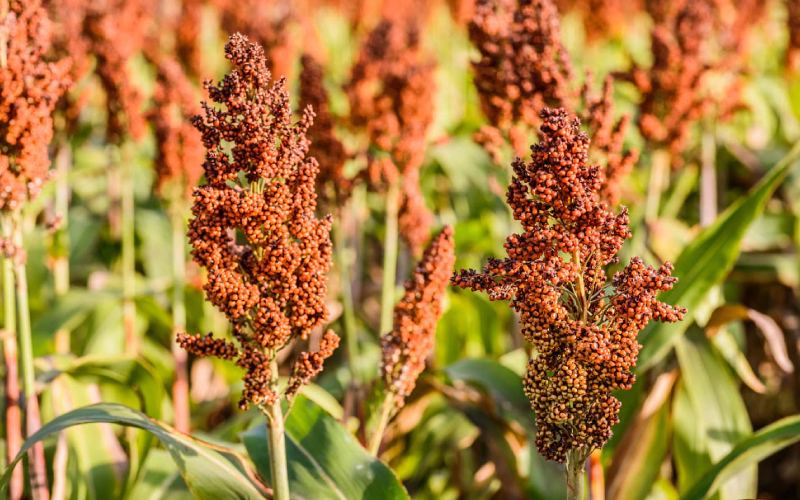 Health benefits of Millet and how to grow
