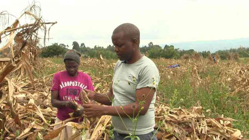 Subsidised fertiliser is too costly, Trans Nzoia farmers tell State