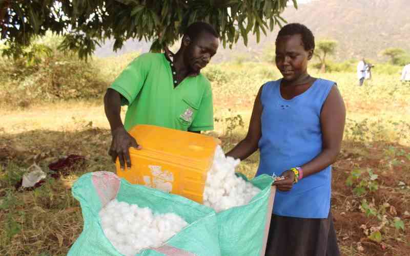 More land, less yield: Cotton sector struggles with low output amid expansion