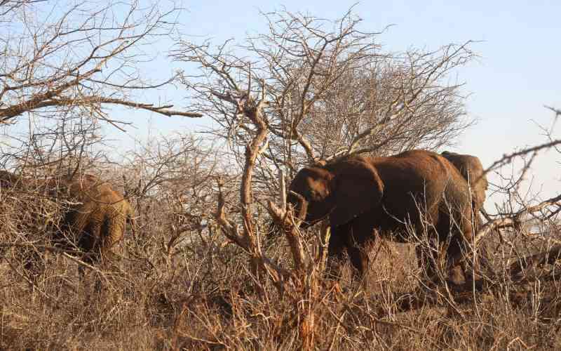 Farmers agony as elephants destroy crops in Kitui