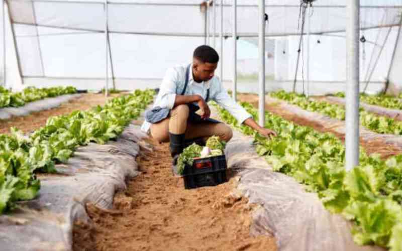Youth need more than jobs: Farming is the new engine