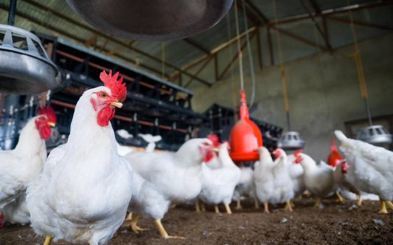 How to handle Ascites disorder in most broilers