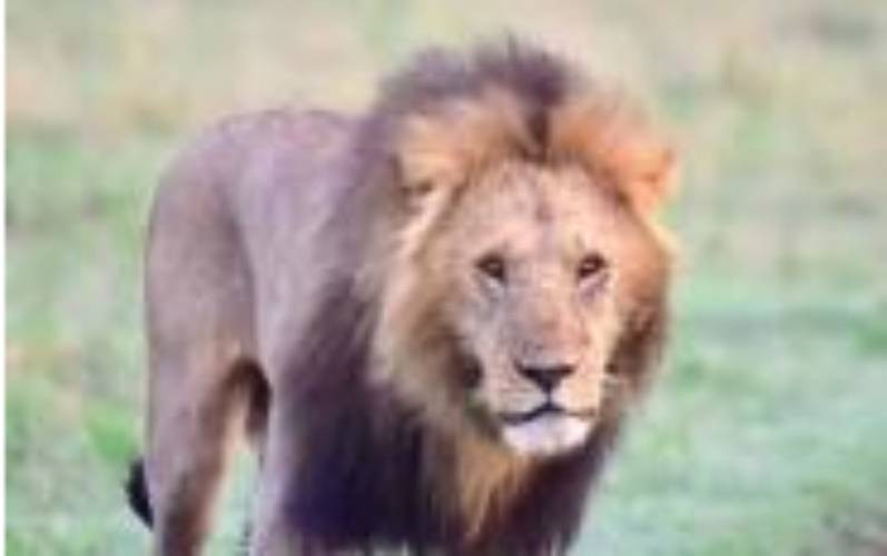 No lions spotted in Lang'ata despite reports- KWS