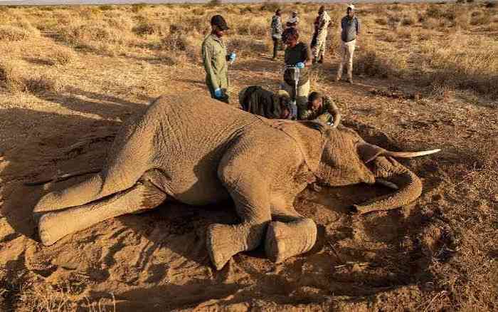We can't tell what is on your sukuma wiki or what killed our elephants