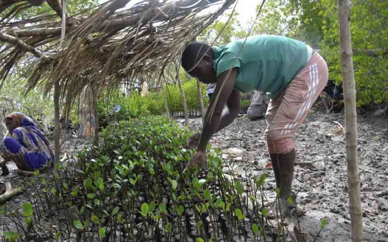 Mangrove heroes restoring ecosystems one seedling at a time