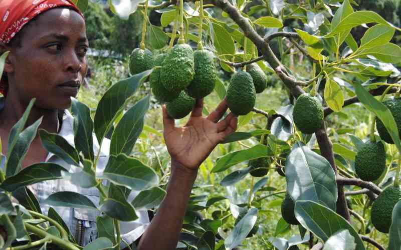 Pesky pests blight exports for local avocado farmers