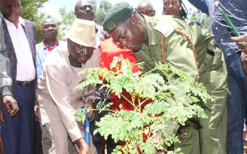 He chose the forest over votes, now let each of us plant 80 trees