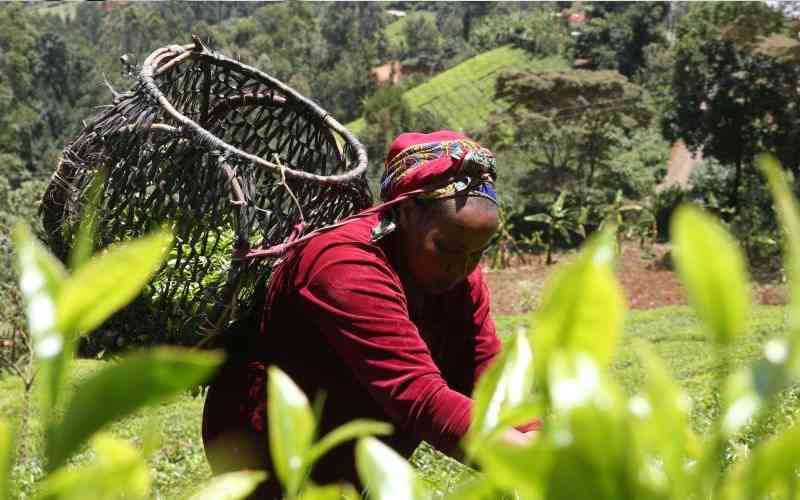 KNCCI calls for stabilisation fund to cushion tea farmers