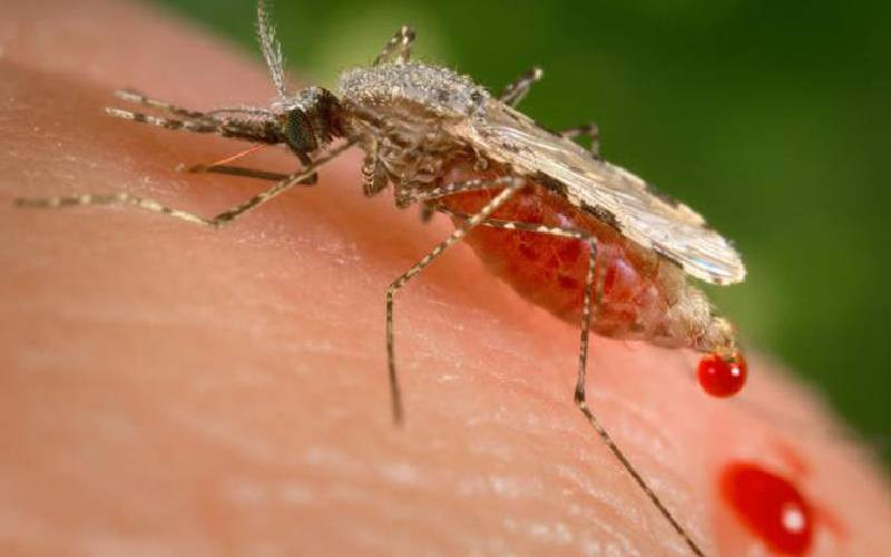 Climate change fuels malaria infection