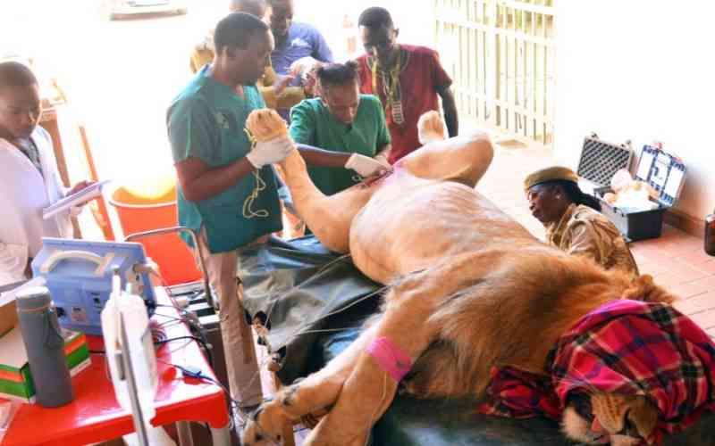 Photos: Vasectomy conducted on Nairobi lion