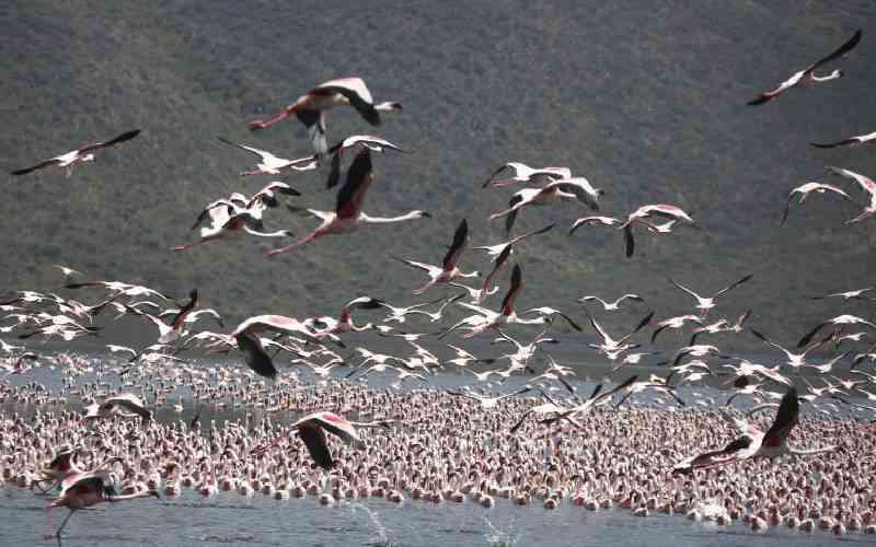 Hope and splendour as flamingos fly back to Rift Valley lakes