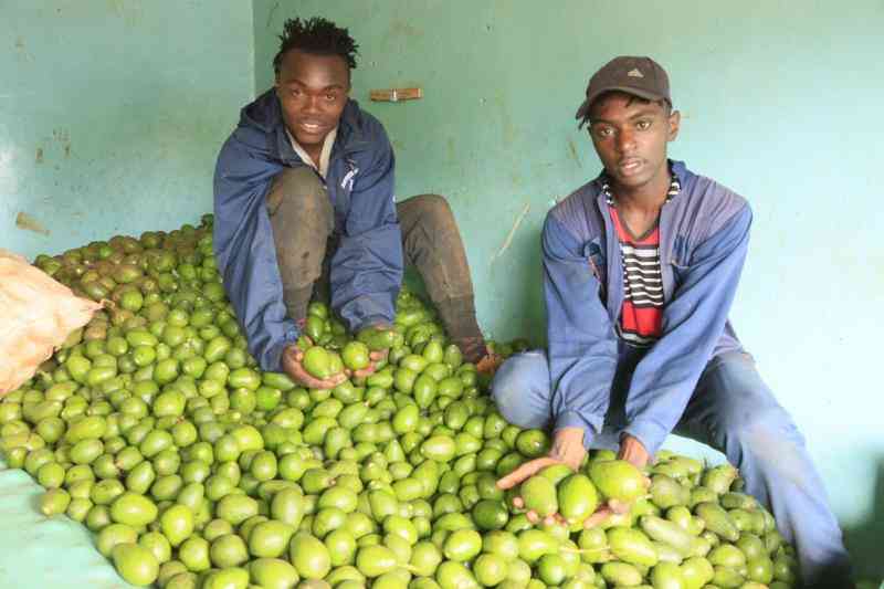 Regulator to register avocado packhouse dealers in crackdown
