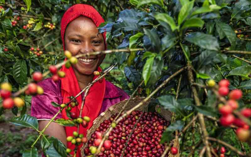 Nairobi set to host Arabika Coffee Day as country bids to boost sector