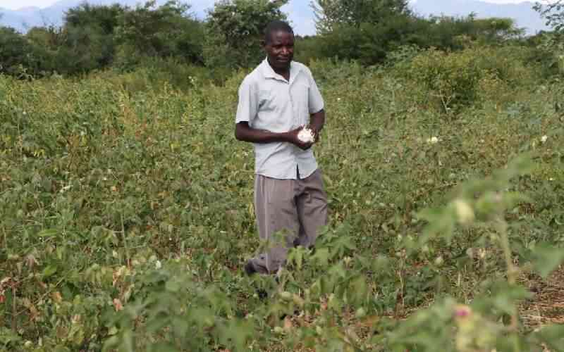 Farmers Embrace BT Cotton (GMO) in Mbeere