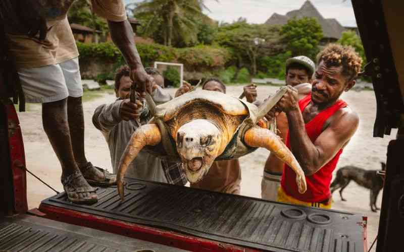 Kenya NGO saves turtles from nets, plastic and rising tides