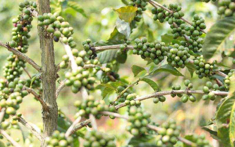 Boost for Kirinyaga coffee farmers under Coffee Revitalisation Programme