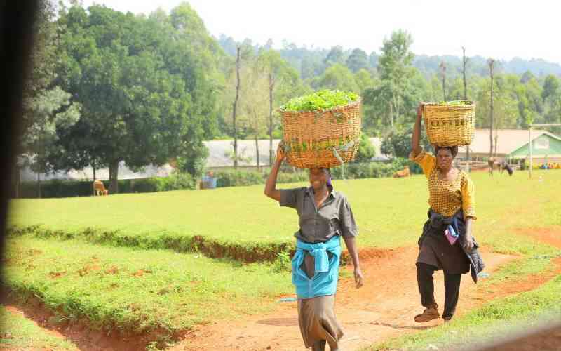 State bans green tea hawking in fresh push to reform sector