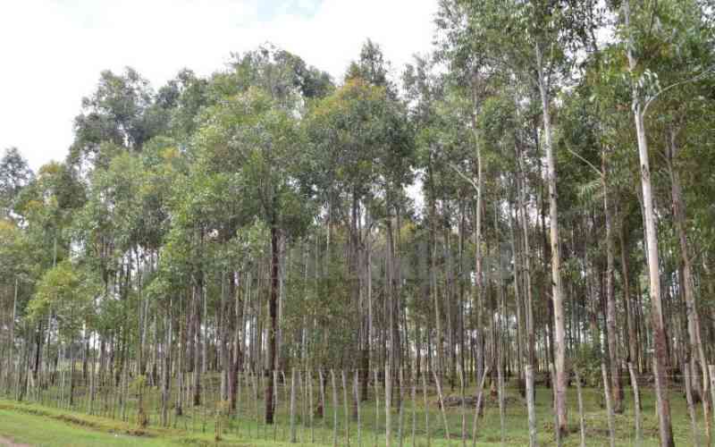 Governors call for law to eliminate eucalyptus trees
