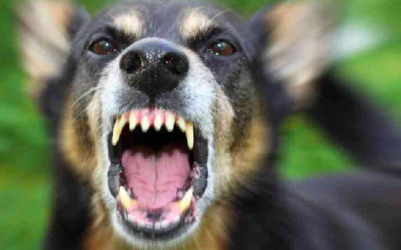  Kenya seeks global backing for rabies elimination plan