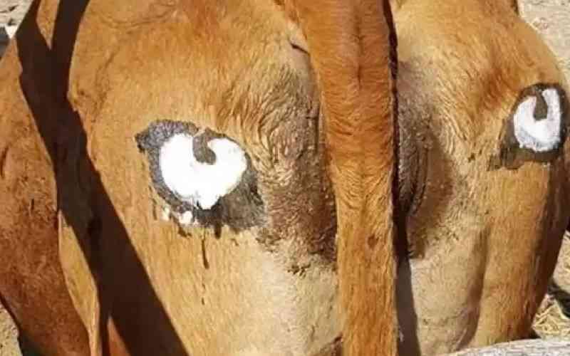 Mara 'cow eyes' reduce wildlife poisoning cases