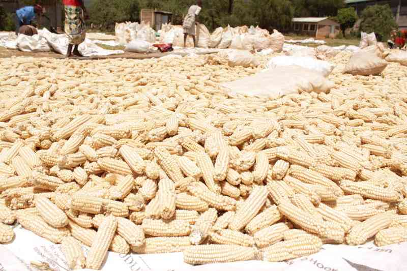 Researchers roll out safe ways to control aflatoxins