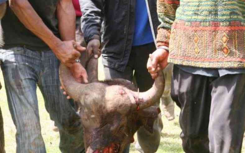 KWS raises concern as hyenas castrate buffaloes in Aberdares
