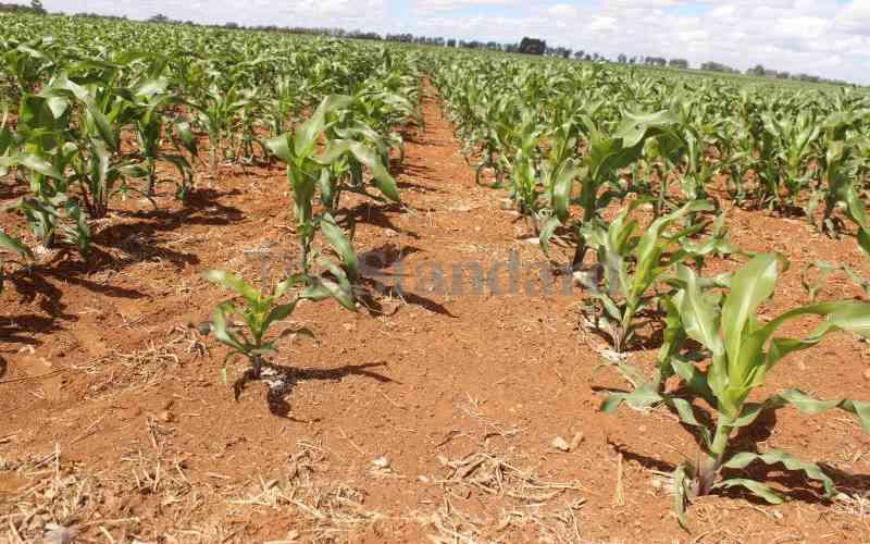 Farmers from Trans Nzoia push reduction of maize seed prices