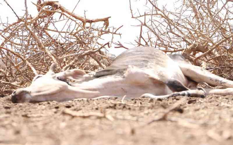 Do not slaughter that sickly animal even as the festive season beacons