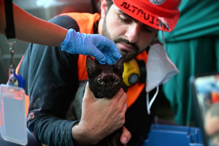 Cat rescued from ruins of Venezuela quake offers 'ray of hope'
