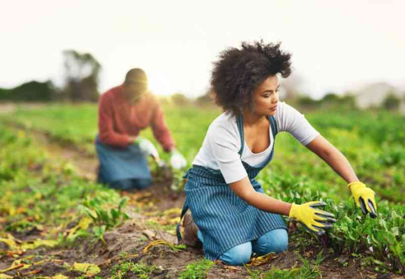 Women lead in climate smart agriculture practices
