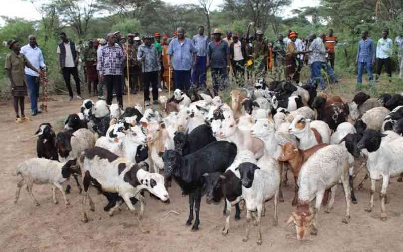 Police recover stolen cattle in Turkana