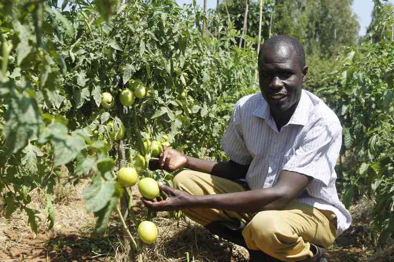 Siaya farmer turns runoff into bountiful green harvest