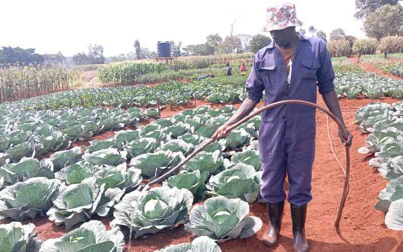 New strategy to secure Africa's food systems launched