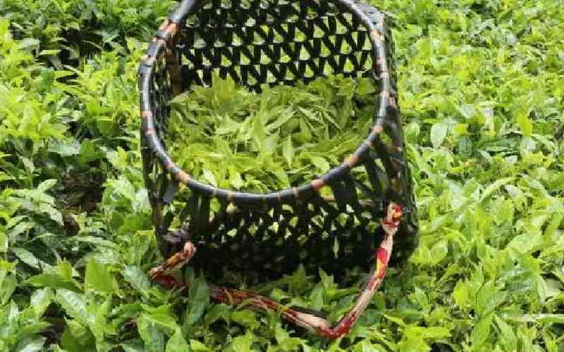 Why tasting is remains best method of testing tea quality