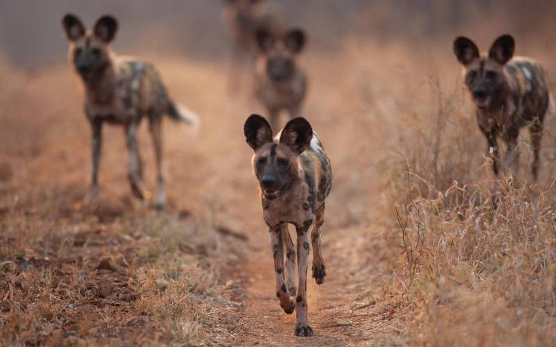 Kenya's carnivores on decline, report documents