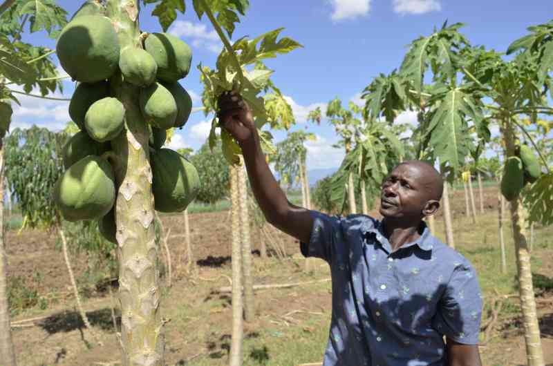 It's sweet victory over troublesome pest for pawpaw farmers